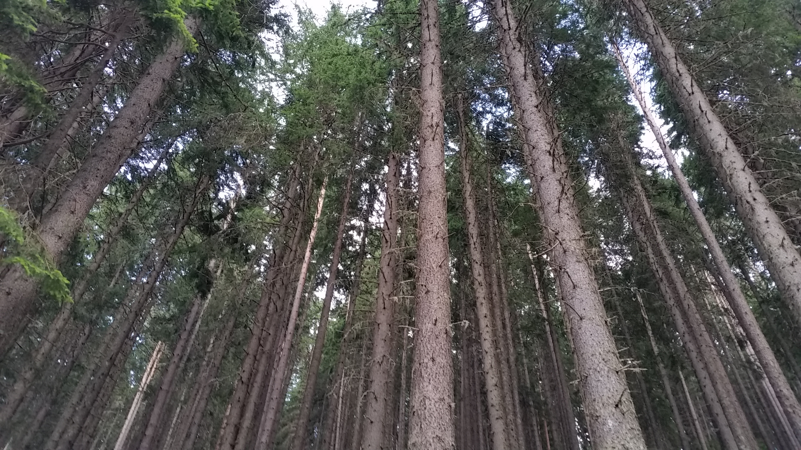 The forest of Pirin
Пиринска гора