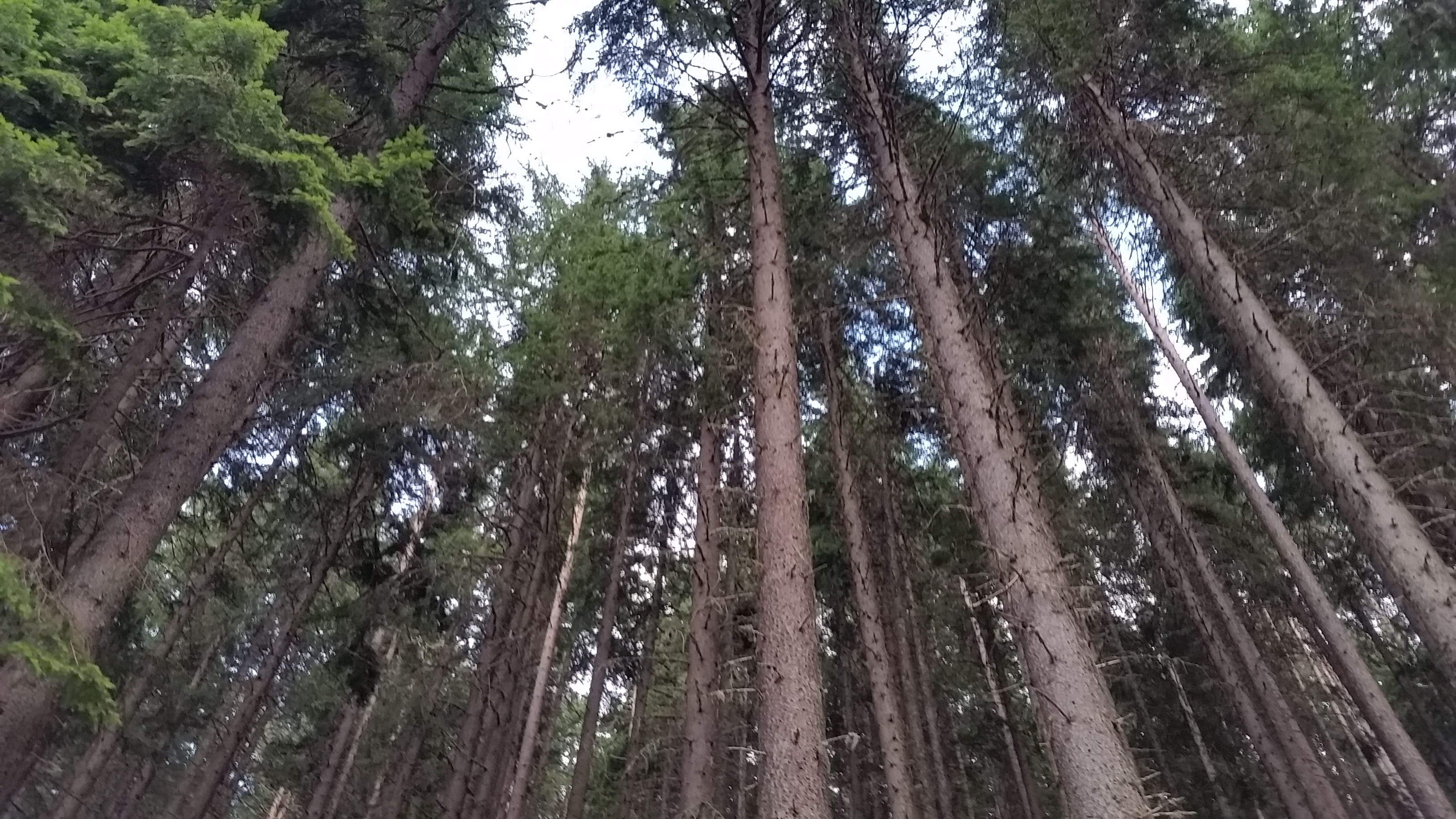 The forest of Pirin
Пиринска гора