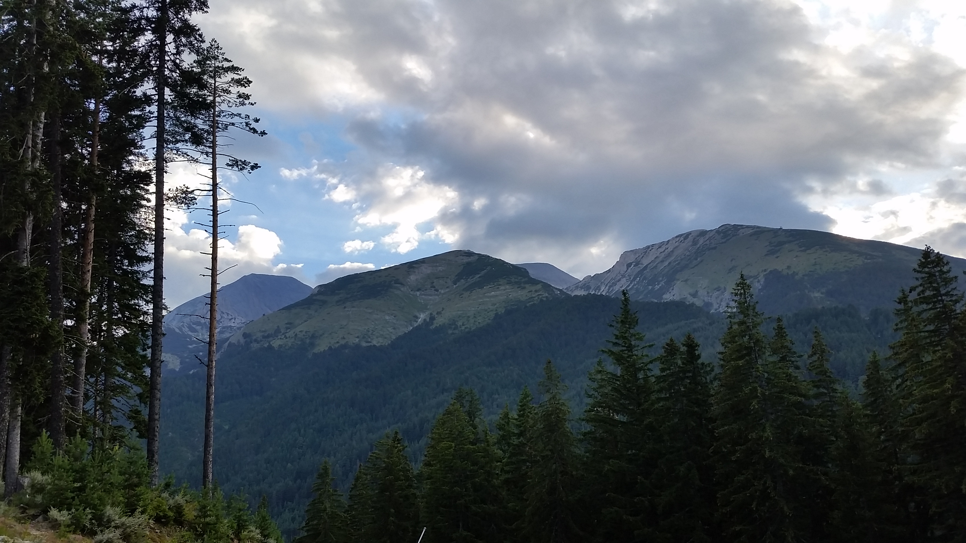 The forest of Pirin
Пиринска гора