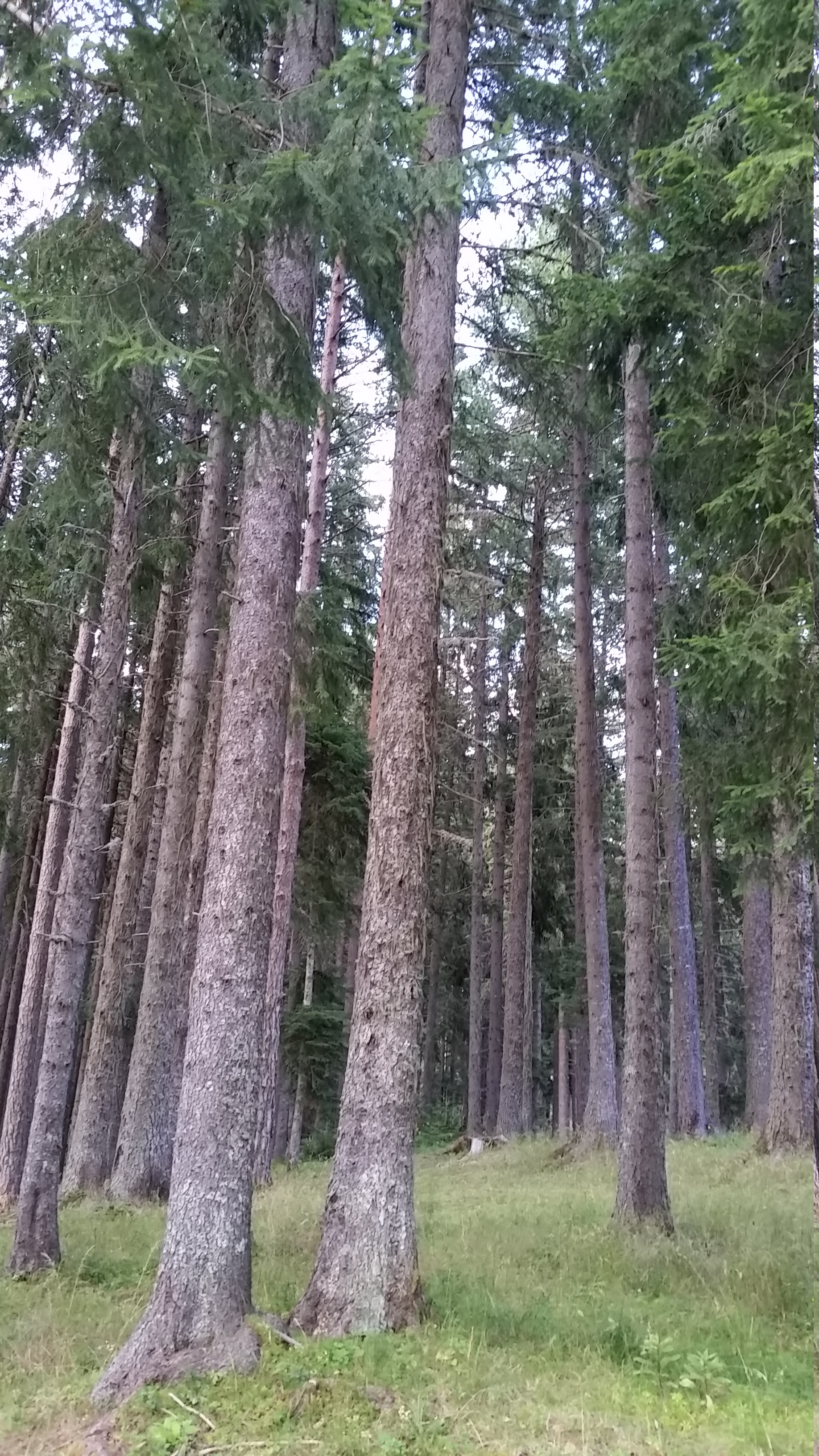 The forest of Pirin
Пиринска гора