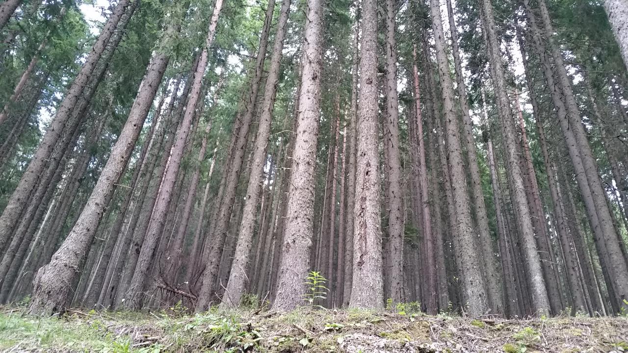 The forest of Pirin
Пиринска гора