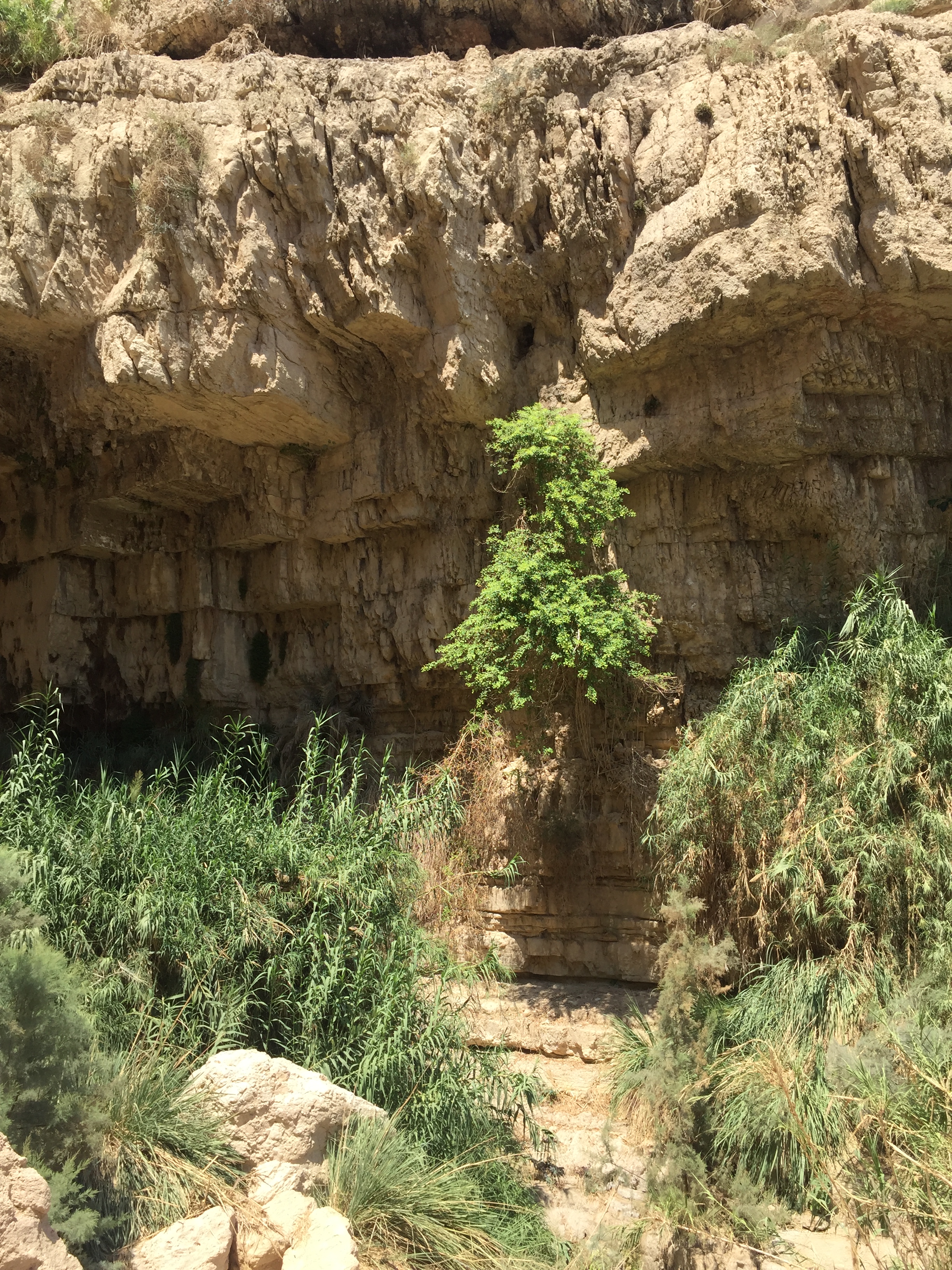 Ein Gedi
Ейн Геди