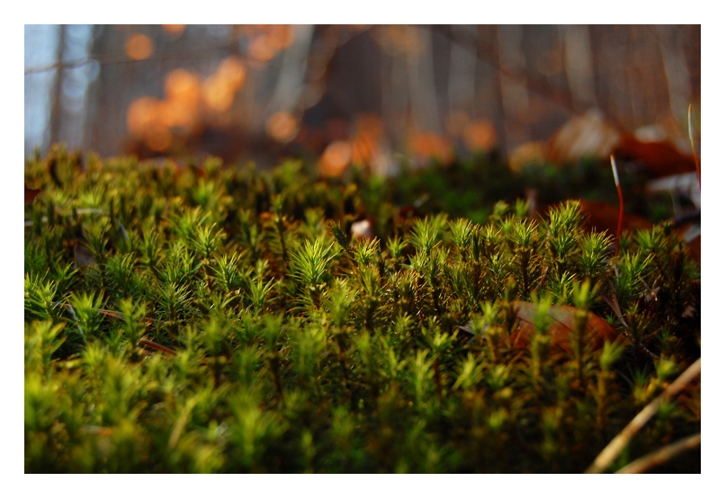 Forest_in_forest_by_Genecatcher