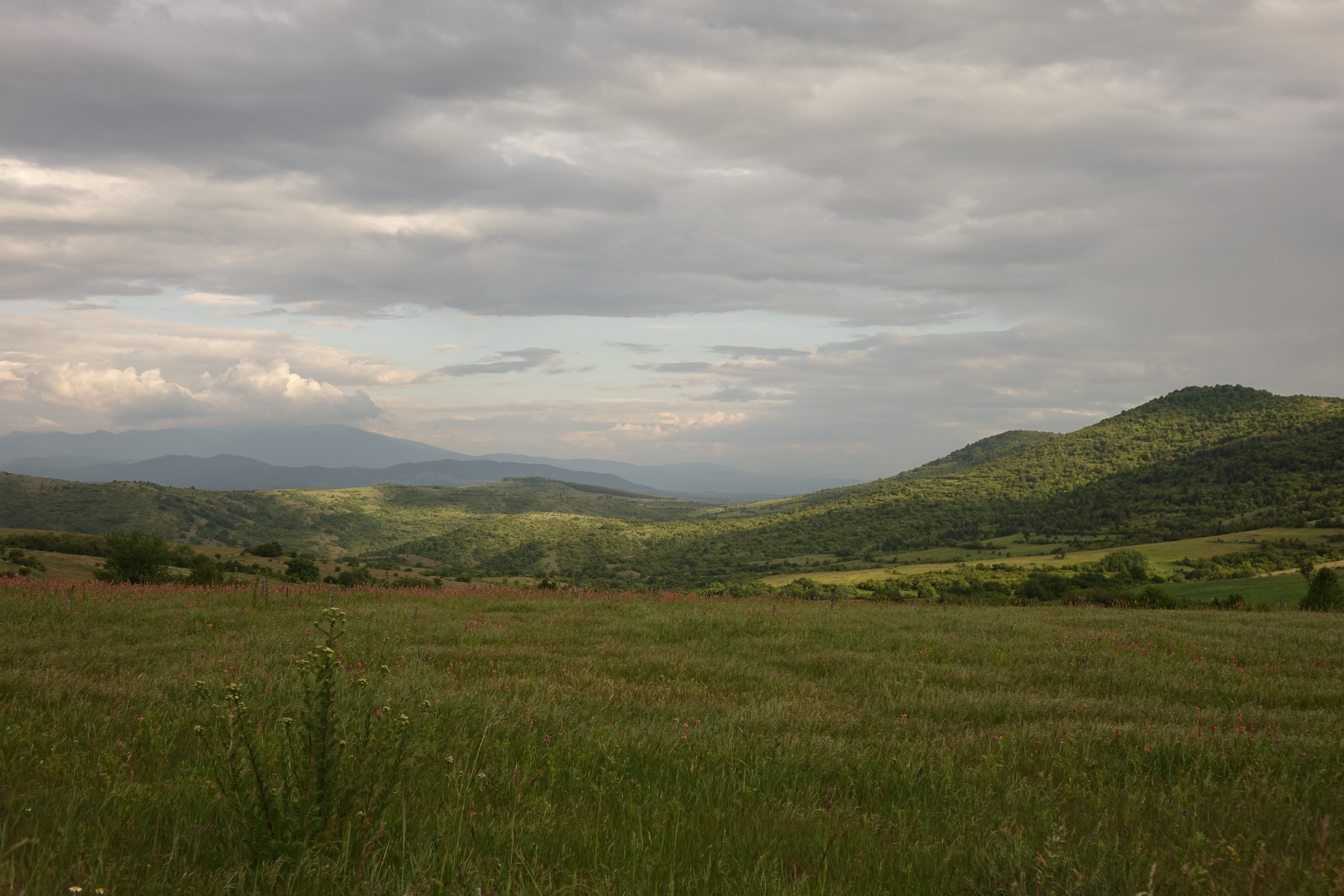 DSC00730