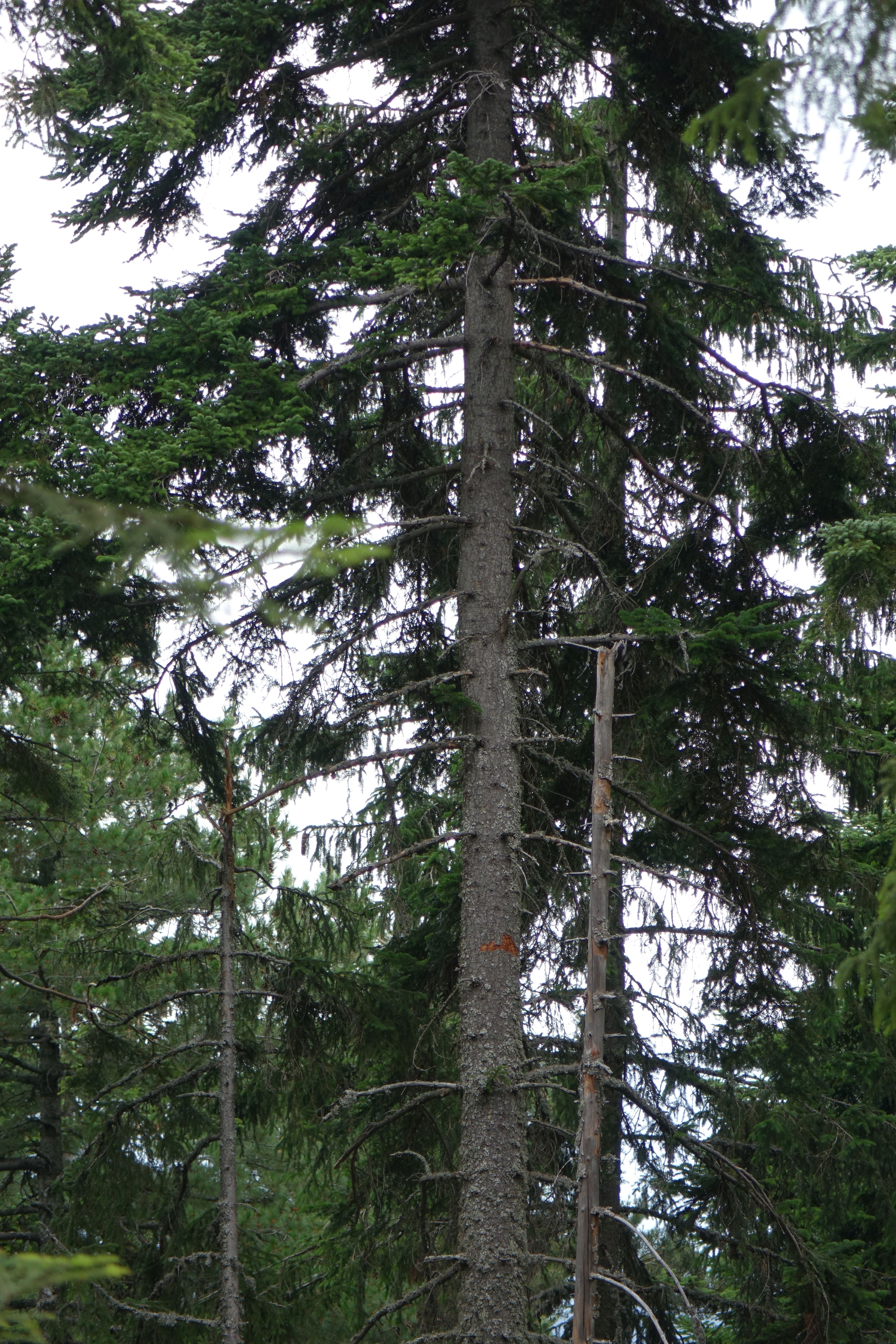 DSC04618