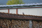 DSC08589