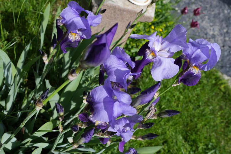DSC09890