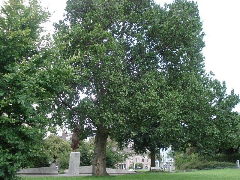 Leiden042