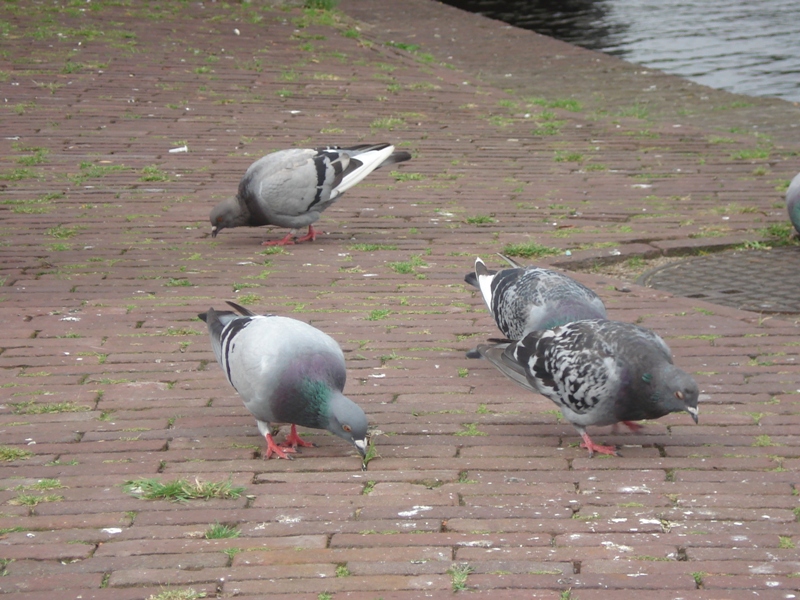 Leiden074