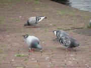 Leiden074